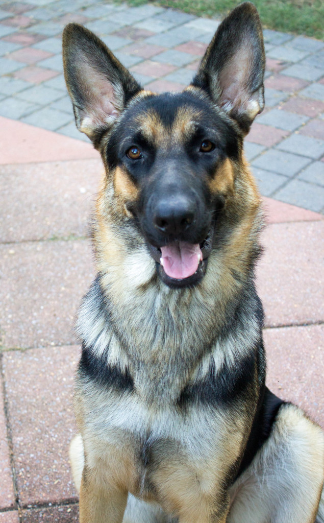 beautiful german shepherd dog