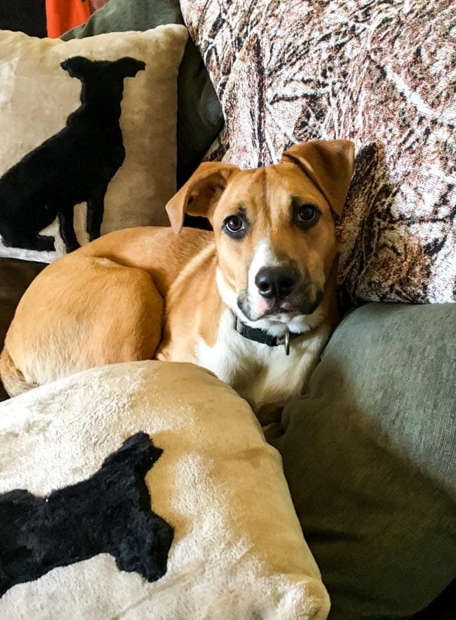 Duke on the couch, even though he's not allowed on the couch