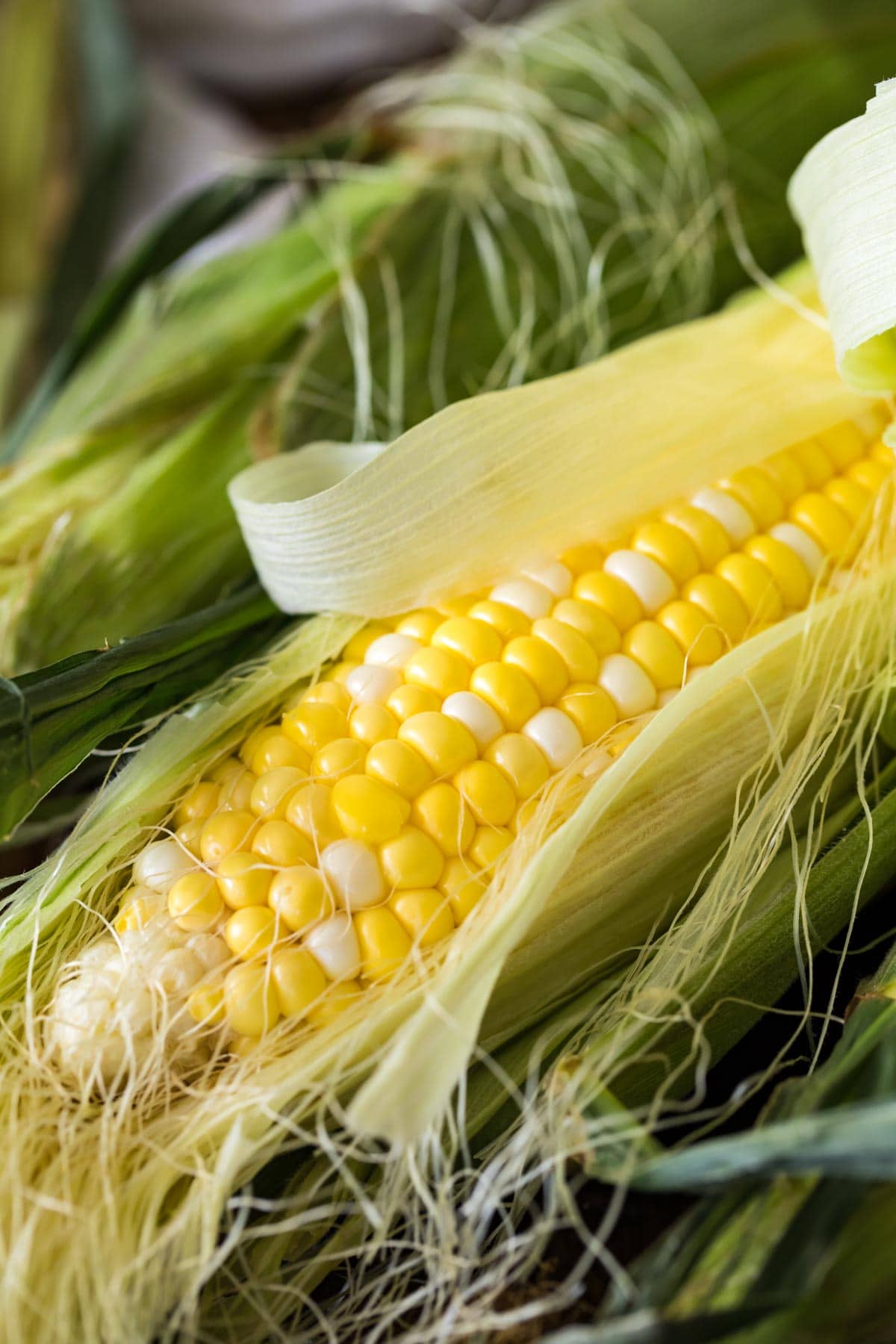 close up of corn with husk peeled back