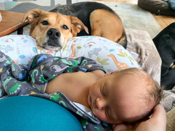 Baby with dog looking at him