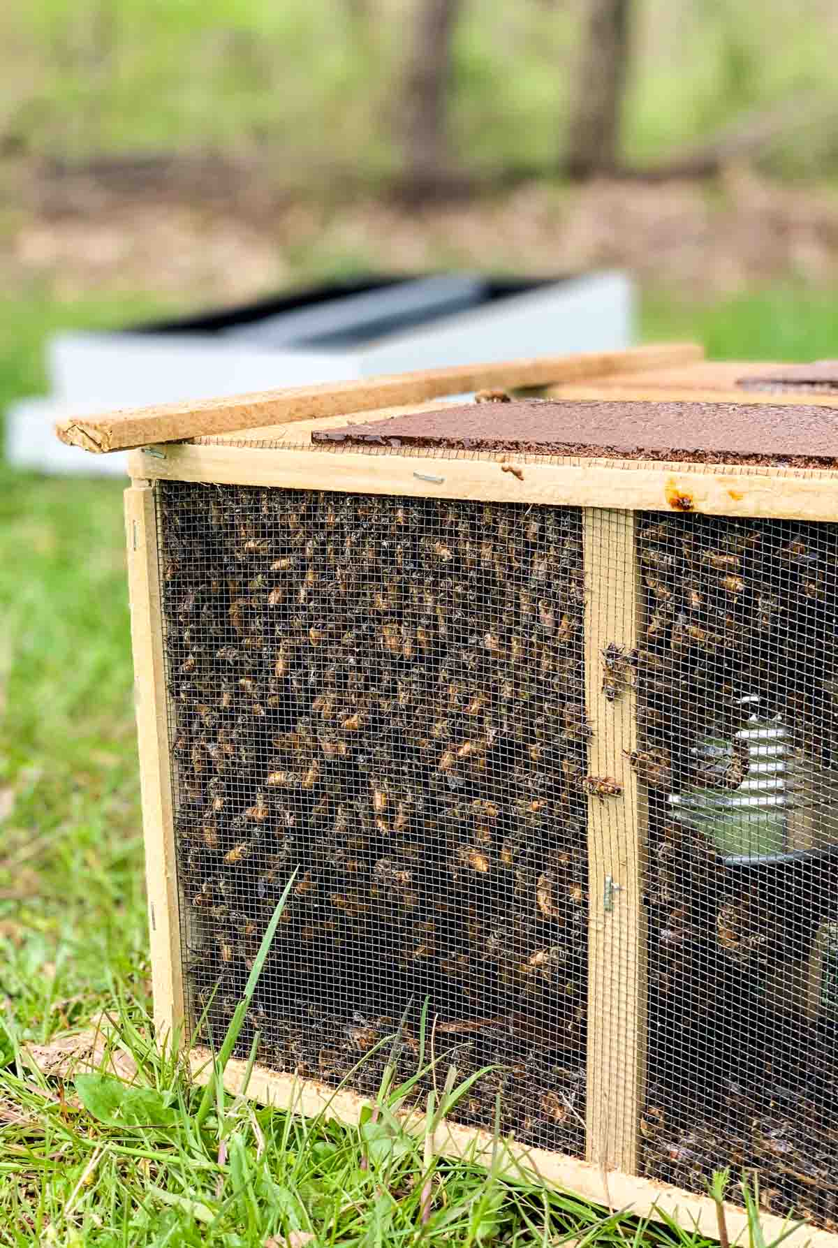 bees in wooden box