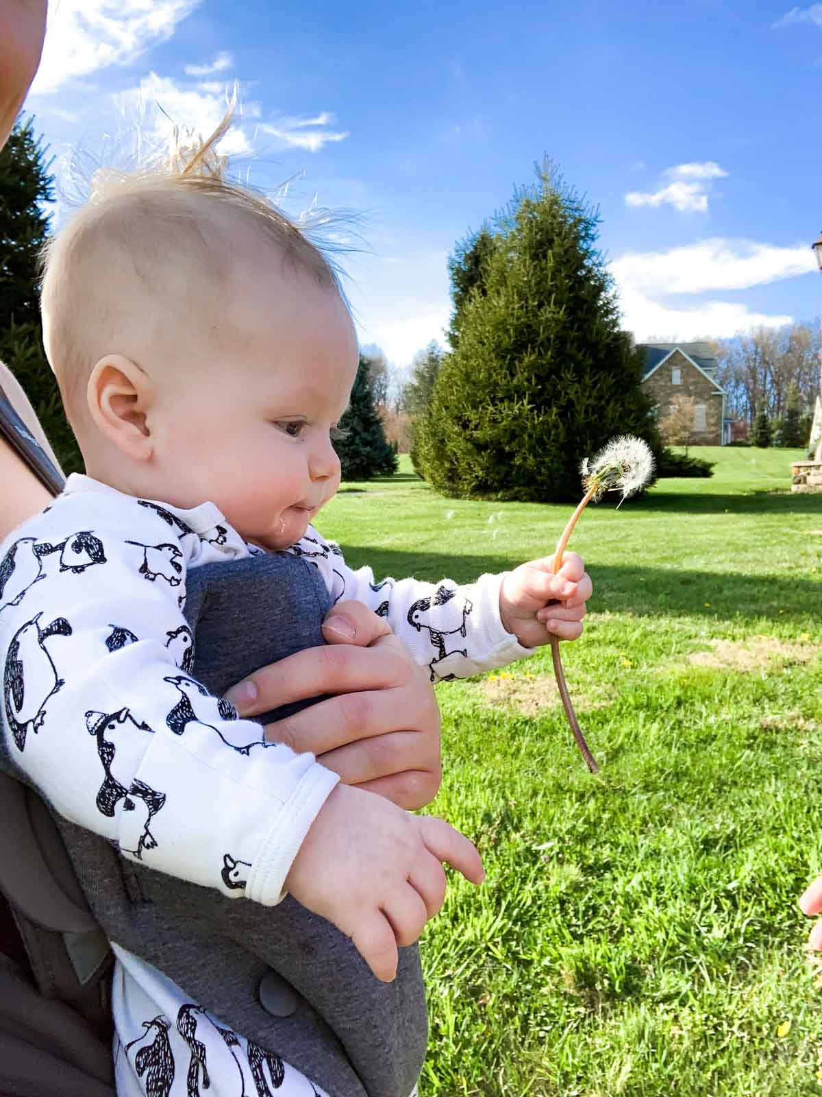 baby holding white dandelion