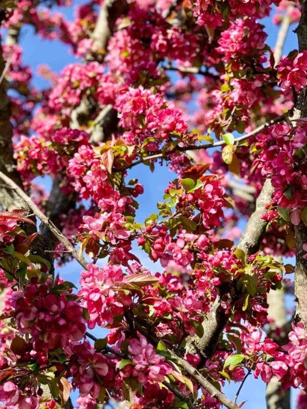 pink flowering tree branches