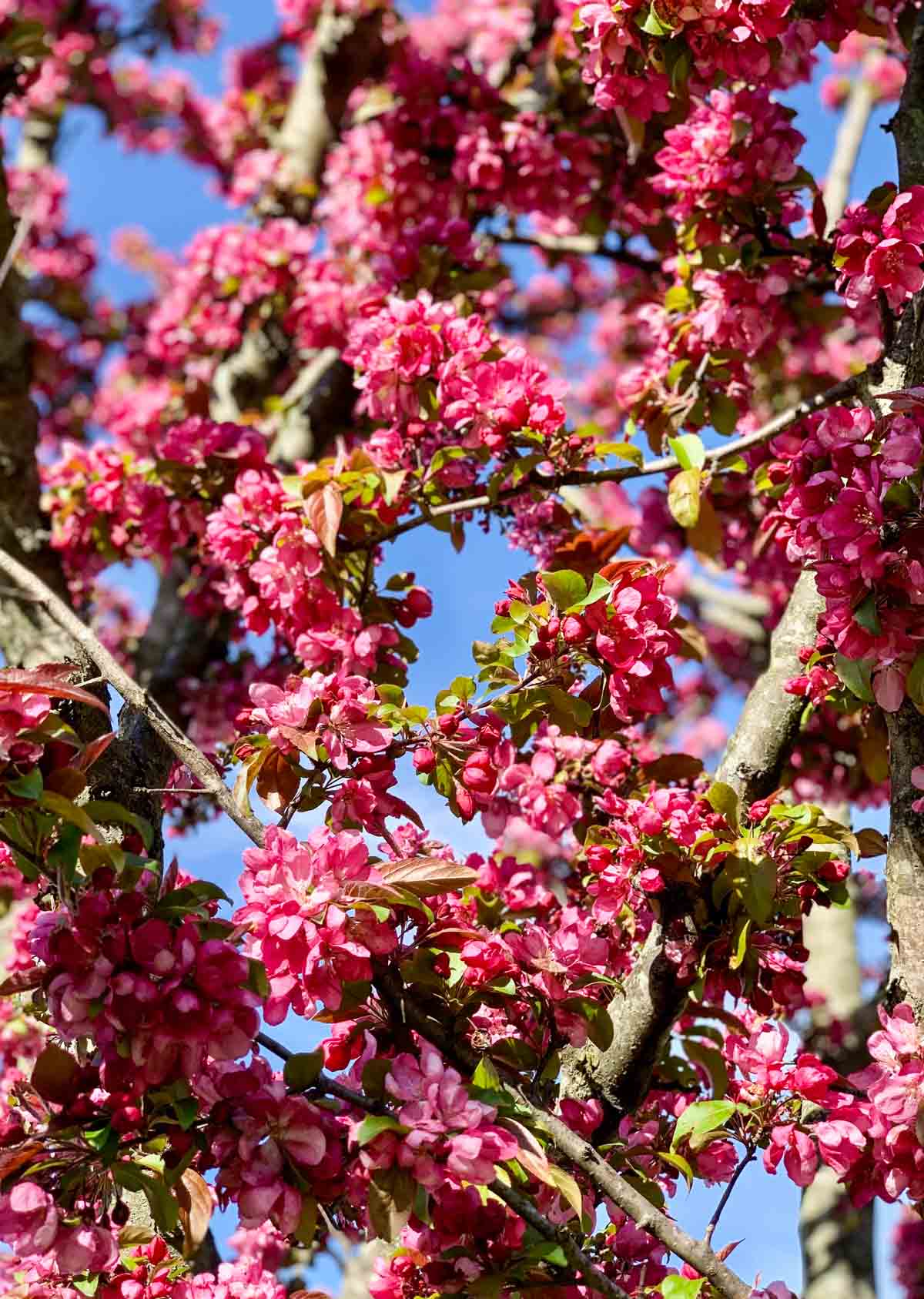 pink flowering tree branches