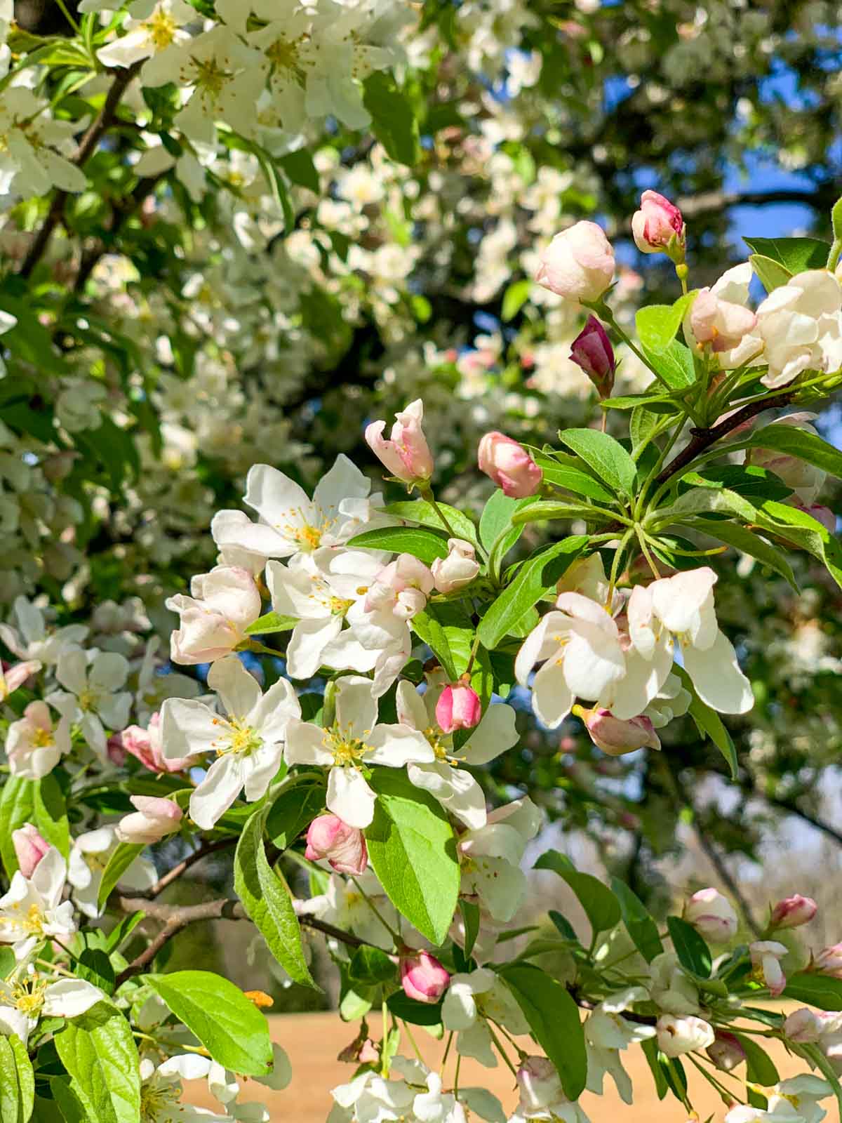 white blossoms on tree branches