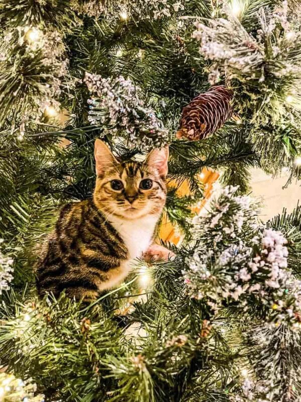 cat in Christmas tree