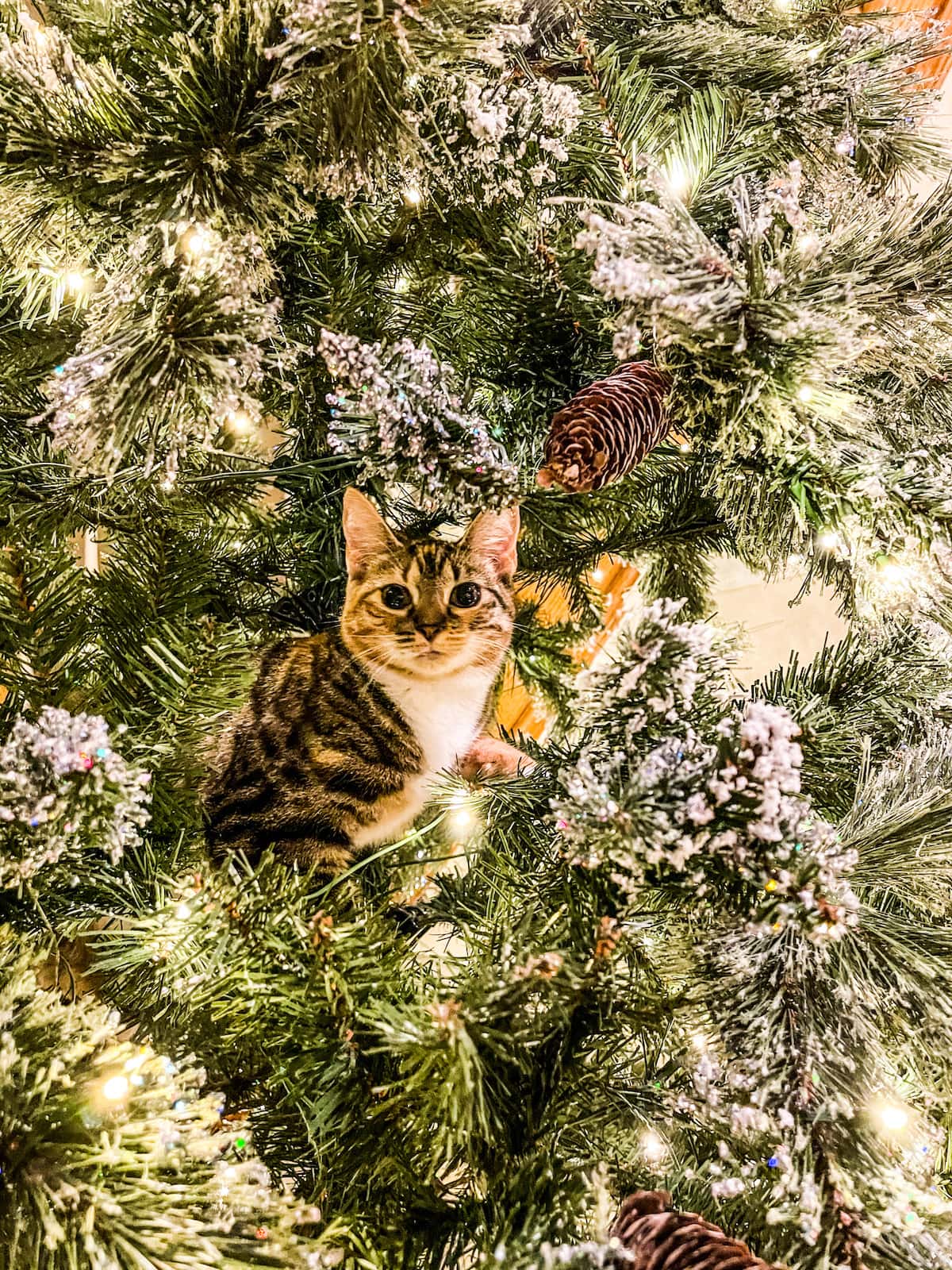 cat in Christmas tree