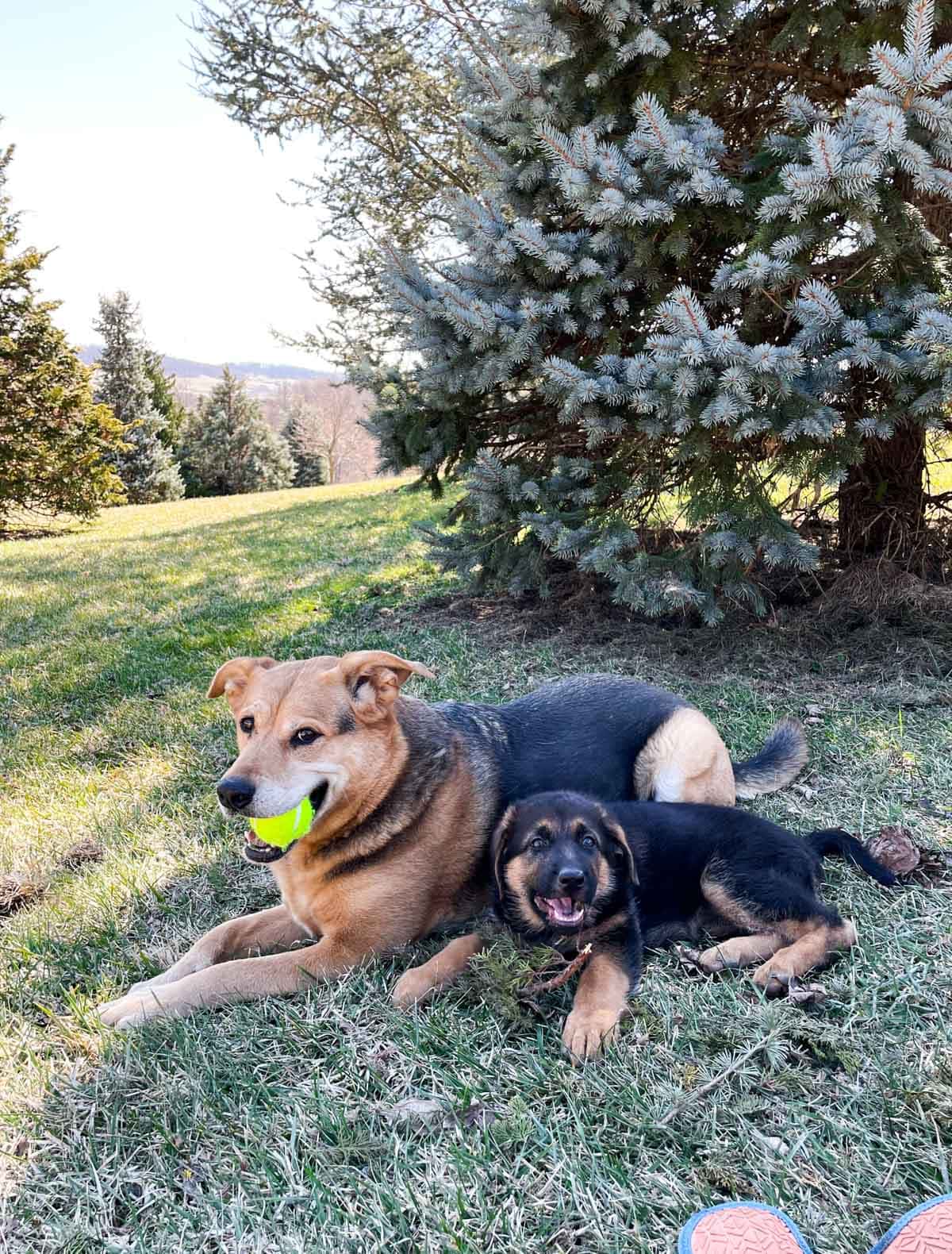 adult dog with tennis ball and german shepherd puppy lying in grass together