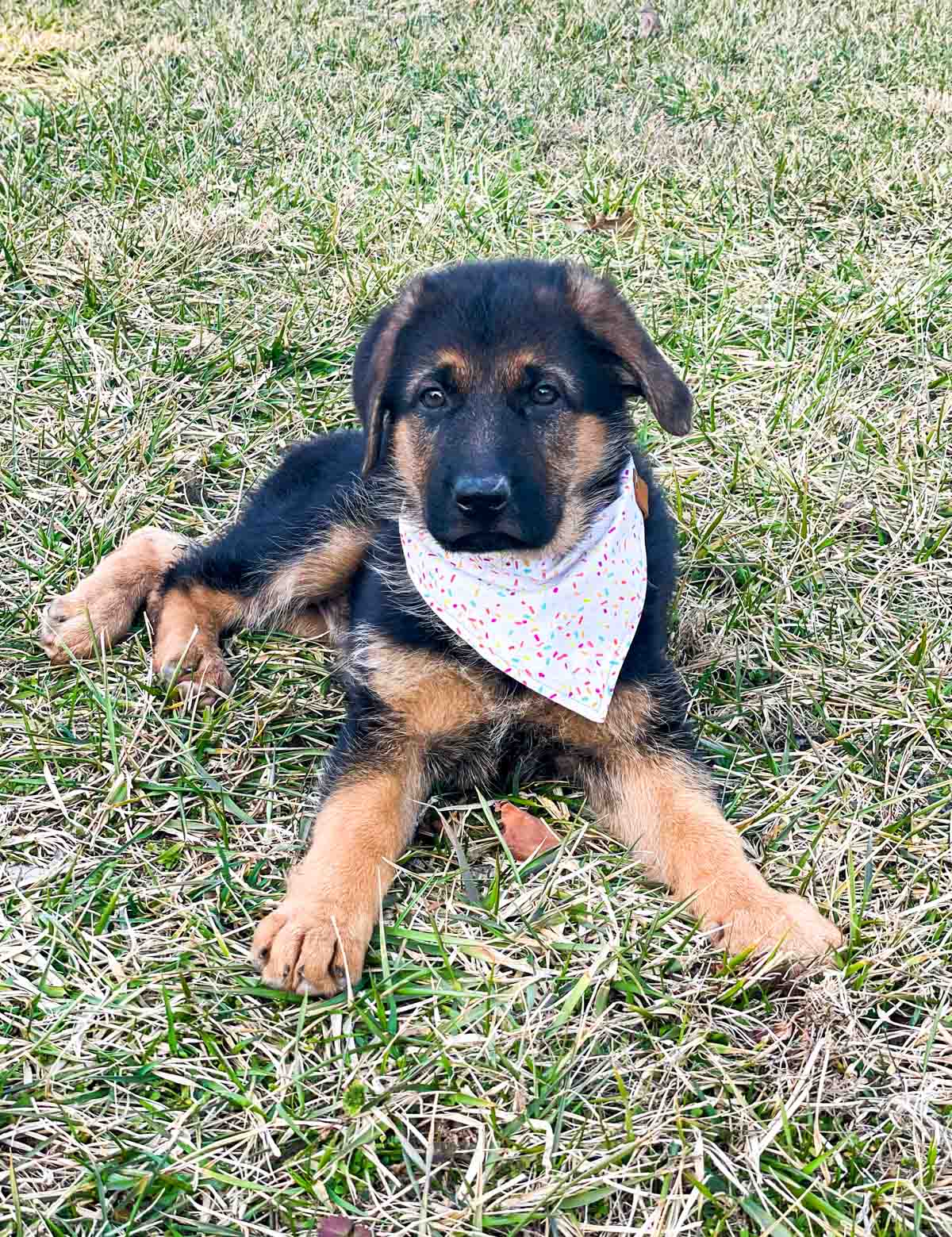 german shepherd puppy wearing sprinkles bandana