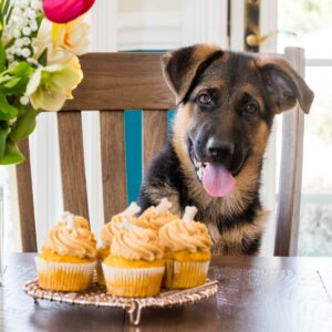 Tray of frosted pupcakes sitting on a table in front of black and tan dog