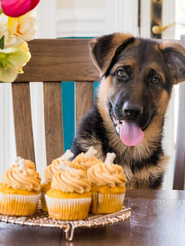 Tray of frosted pupcakes sitting on a table in front of black and tan dog