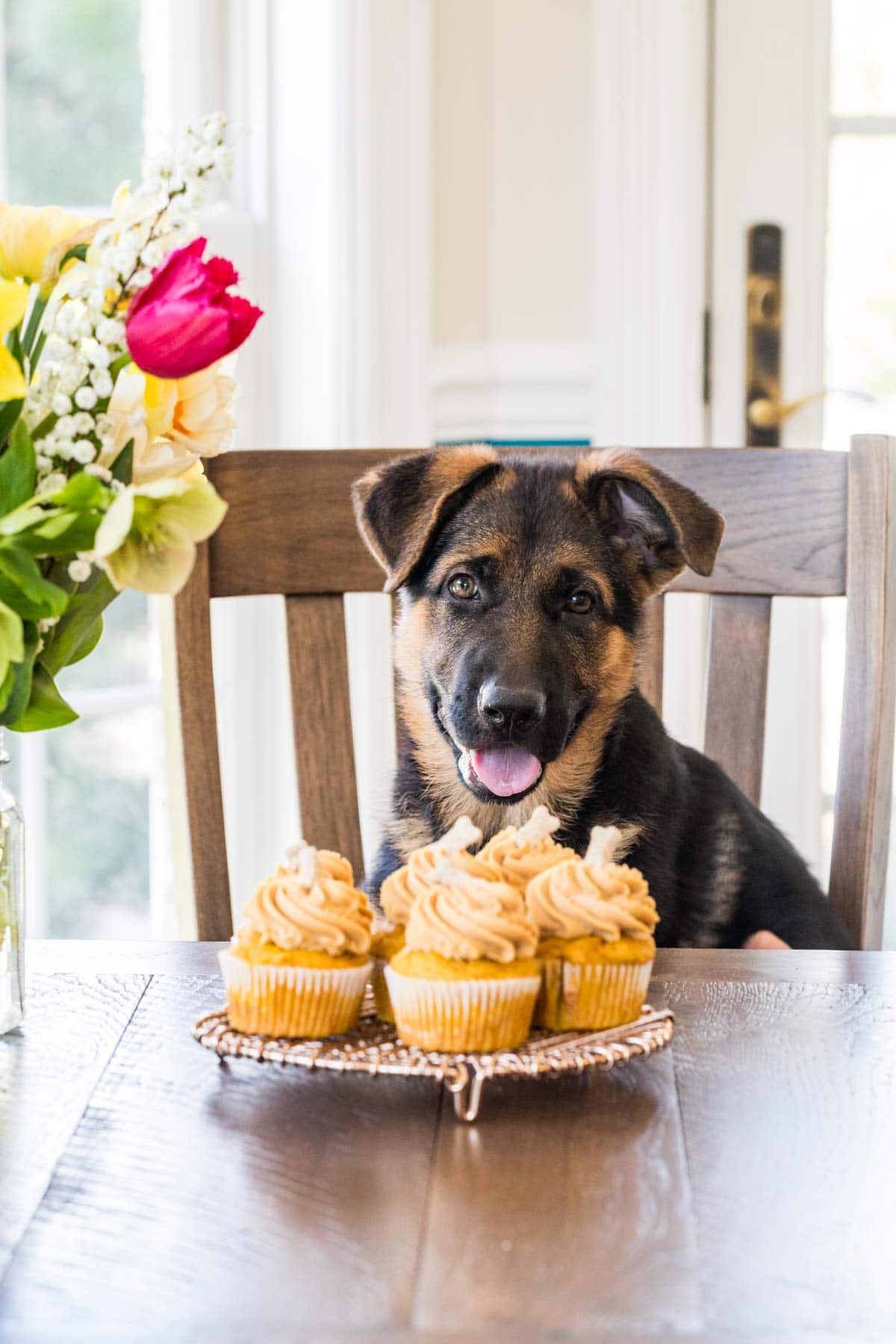 Tray of frosted pupcakes placed on a table in front of black and tan dog in a chair