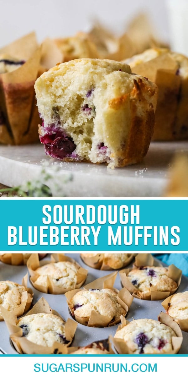 collage of sourdough blueberry muffins, top image is a close up of single muffin with bite taken out, bottom image of muffins in muffin tin baked with parchment paper liners